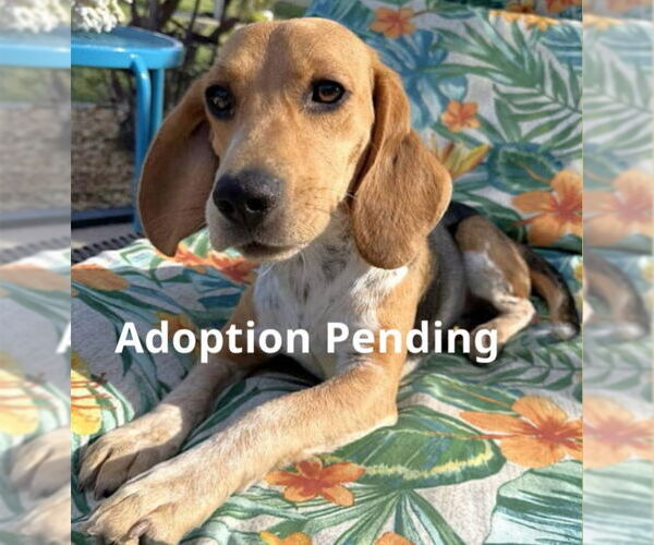 Medium Photo #1 Beagle Puppy For Sale in Dunnellon, FL, USA