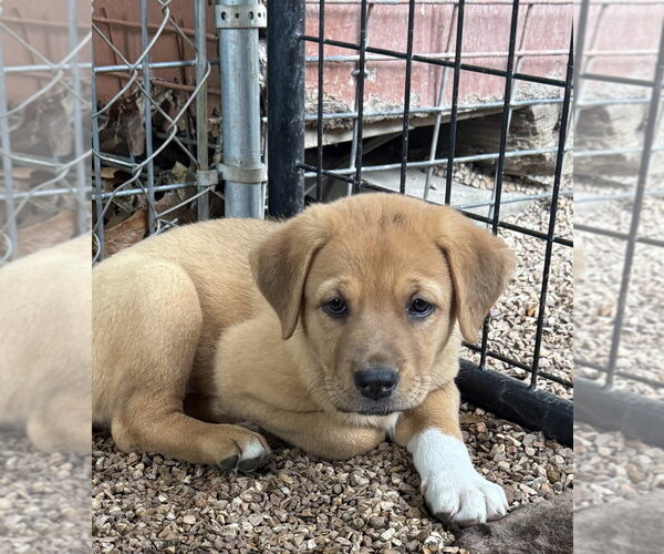 Medium Photo #1 Great Pyrenees-Mastiff Mix Puppy For Sale in Bolivar, MO, USA