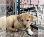 Small Great Pyrenees-Mastiff Mix