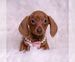 Puppy Magnolia Dachshund