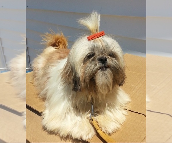 Medium Photo #1 ShihPoo Puppy For Sale in WINSTON SALEM, NC, USA