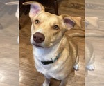Small #5 Mutt