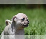 Small #5 Pug