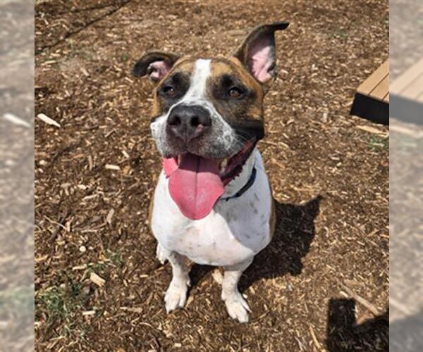 Medium Photo #3  Puppy For Sale in , 