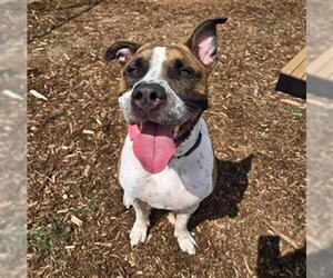 American Bulldog-Unknown Mix Dogs for adoption in Denver, CO, USA