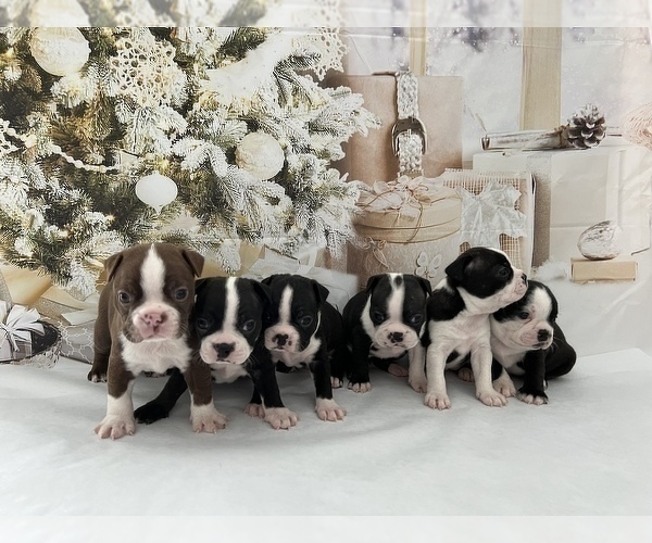 Medium Photo #2 Boston Terrier Puppy For Sale in EWING, KY, USA