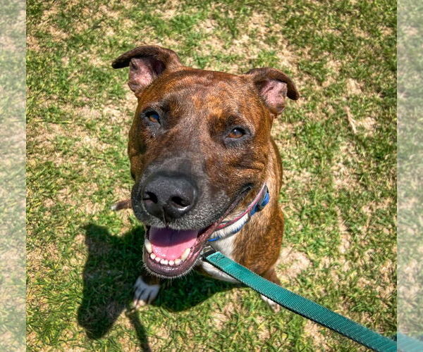 Medium Photo #7 American Staffordshire Terrier-Labrador Retriever Mix Puppy For Sale in Newport Beach, CA, USA