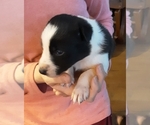 Small Photo #3 Border Collie Puppy For Sale in CHATFIELD, MN, USA