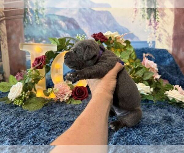 Medium Photo #4 Cane Corso Puppy For Sale in OOLOGAH, OK, USA