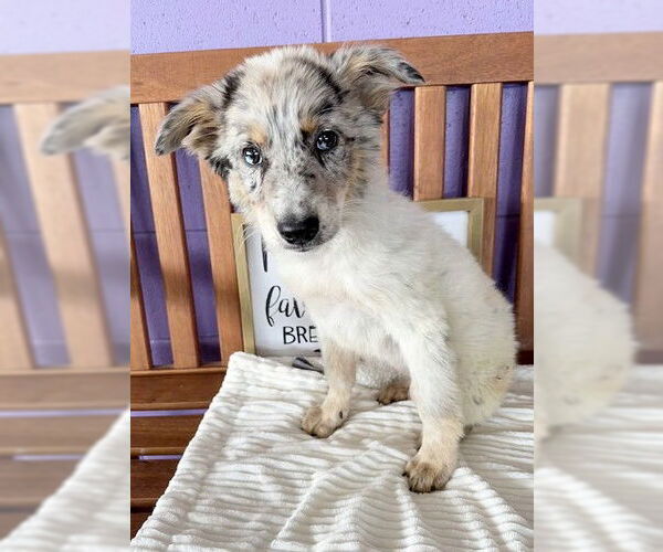 Medium Photo #2 Australian Shepherd-Unknown Mix Puppy For Sale in Genesee, WI, USA