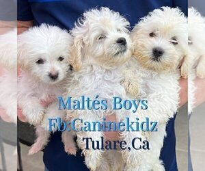 Maltese Puppy for sale in TULARE, CA, USA