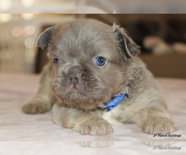 Medium Photo #1 French Bulldog Puppy For Sale in WINNSBORO, TX, USA