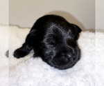 Small #16 Schnoodle (Miniature)