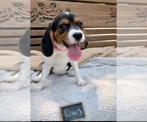 Beaglier Puppy for sale in GRABILL, IN, USA