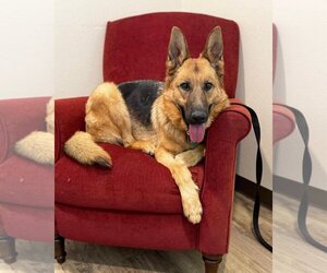 Isla - Female German Shepherd Dog Dog for Adoption - Photo #4