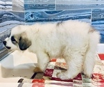 Small Photo #10 Great Pyrenees Puppy For Sale in SCIO, OH, USA
