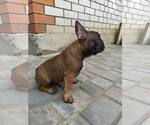 Small Photo #3 French Bulldog Puppy For Sale in HOLLYWOOD, CA, USA