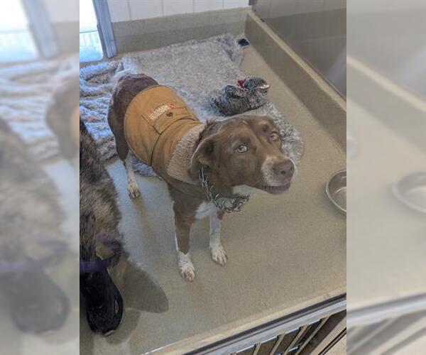 Medium Photo #1 Border Collie-Unknown Mix Puppy For Sale in San Martin, CA, USA