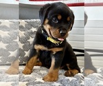 Small #7 Rottweiler