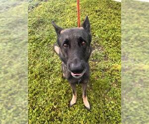 German Shepherd Dog Dogs for adoption in Fort Lauderdale, FL, USA