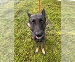 Small German Shepherd Dog