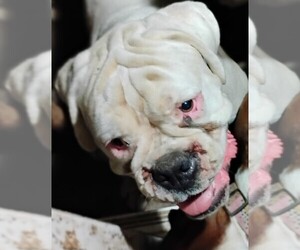 Boxer Dogs for adoption in LIVERMORE, CA, USA