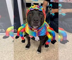 Tootsie - Female American Pit Bull Terrier-Unknown Mix Dog for Adoption - Small photo
