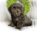 Small #2 Schnoodle (Miniature)