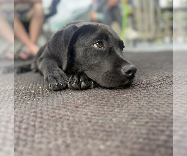 Medium Photo #7 Labrador Retriever-Unknown Mix Puppy For Sale in Thomasville, NC, USA