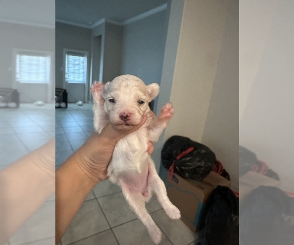Medium Photo #1 Maltese Puppy For Sale in SAN ANTONIO, TX, USA