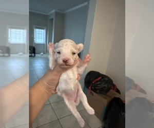 Maltese Puppy for sale in SAN ANTONIO, TX, USA