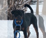 Small Photo #13 Rottweiler Puppy For Sale in WRAY, CO, USA