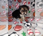 Small #3 Morkie