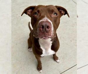 American Pit Bull Terrier Dogs for adoption in Charlotte, NC, USA