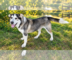 Small Photo #2 Siberian Husky-Unknown Mix Puppy For Sale in The Woodlands, TX, USA