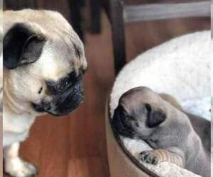 Father of the Pug puppies born on 10/15/2022