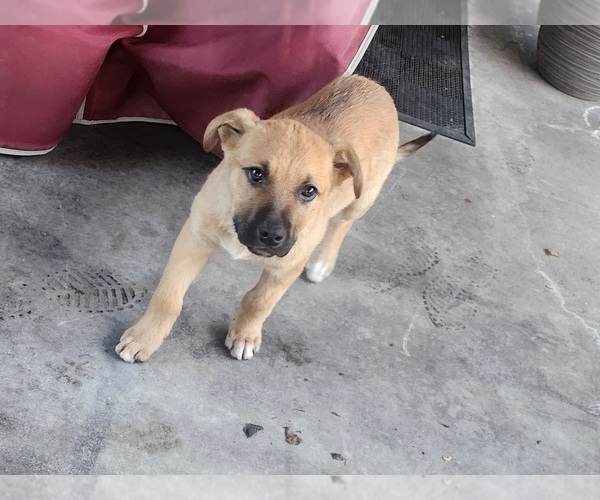 Medium Photo #3 German Shepherd Dog-Mutt Mix Puppy For Sale in FRESNO, CA, USA