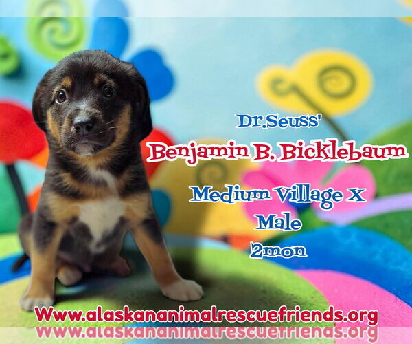 Medium Photo #3 Siberian Husky-Unknown Mix Puppy For Sale in Anchorage, AK, USA