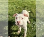 Puppy Polar Bear American Bully