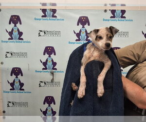Mutt Dogs for adoption in Orlando, FL, USA
