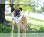 Small #2 German Shepherd Dog Mix