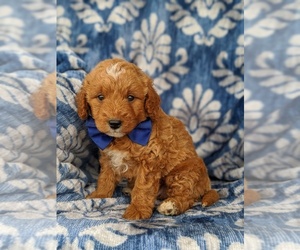 Goldendoodle Puppy for sale in KIRKWOOD, PA, USA