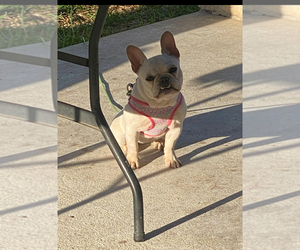Mother of the French Bulldog puppies born on 07/11/2025