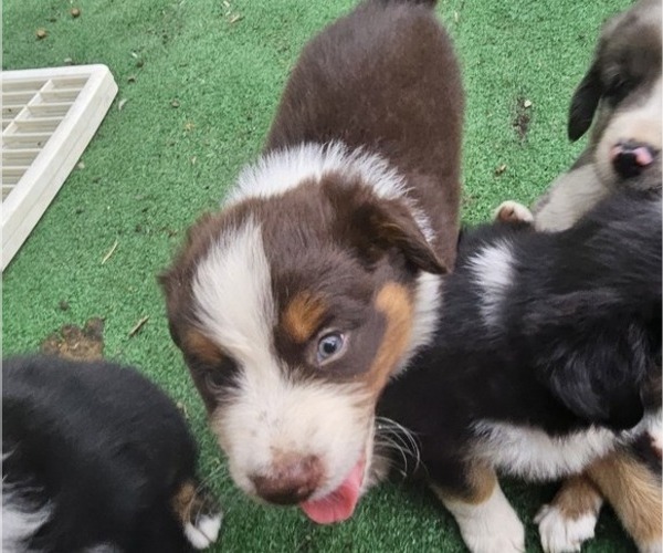 Medium Photo #16 Australian Shepherd Puppy For Sale in NELSON, VA, USA
