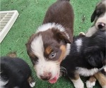 Small #15 Australian Shepherd