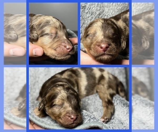Medium Photo #1 Goldendoodle Puppy For Sale in HOWARD CITY, MI, USA