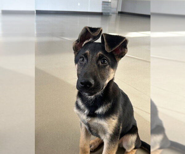 Medium Photo #5 German Shepherd Dog Puppy For Sale in Cupertino, CA, USA