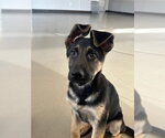 Small #4 German Shepherd Dog