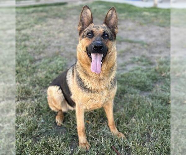 Medium Photo #1 German Shepherd Dog Puppy For Sale in Modesto, CA, USA