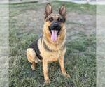 Small German Shepherd Dog